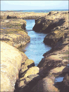 deep cuts in the tidal beach sometimes to wide to cross
