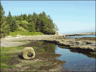 Botanical Beach is about a 1 1/2 hour walk from Port Renfrew
