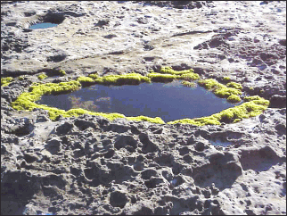 image of moss growing around the tidal pools looks very strange