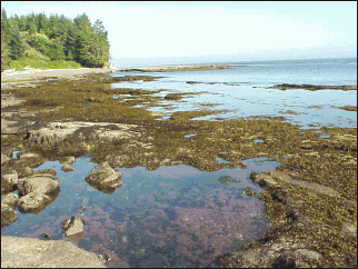 image of Botanical Beach