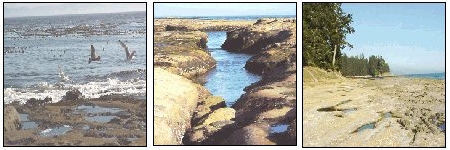 images of Botanical Beach