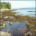 Botanical Beach, Port Renfrew, BC, Canada.